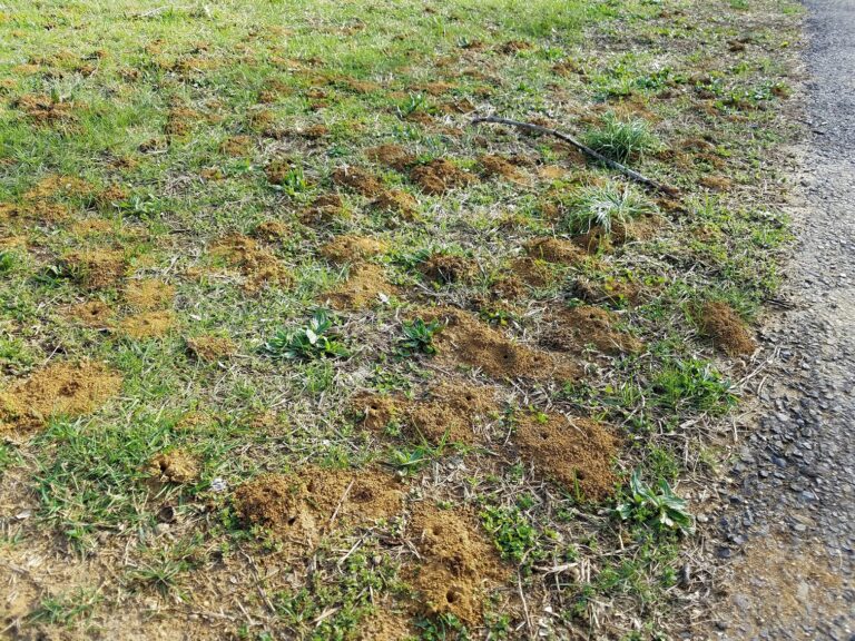 A photo of a green lawn with small mounds of brown dirt with holes at the center of each.