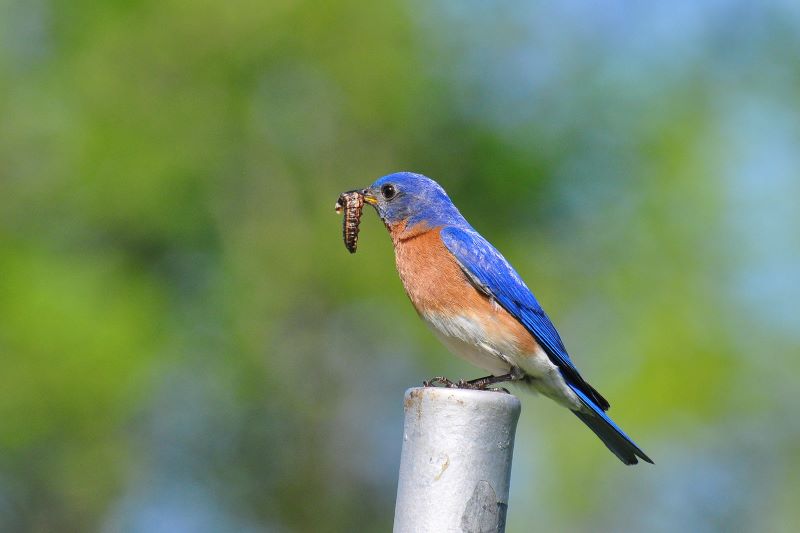 Orange & blue bird, side profile, holding a caterpillar