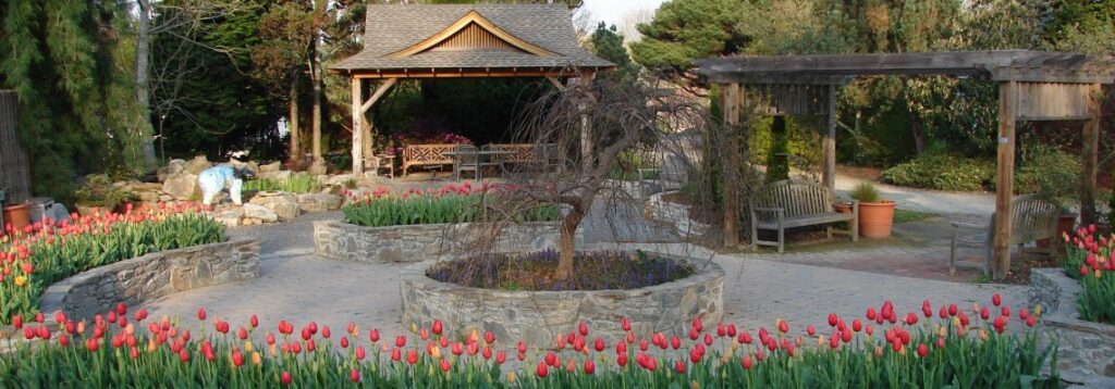Photo of wood structures behind a walkway surrounded by pink tulips.