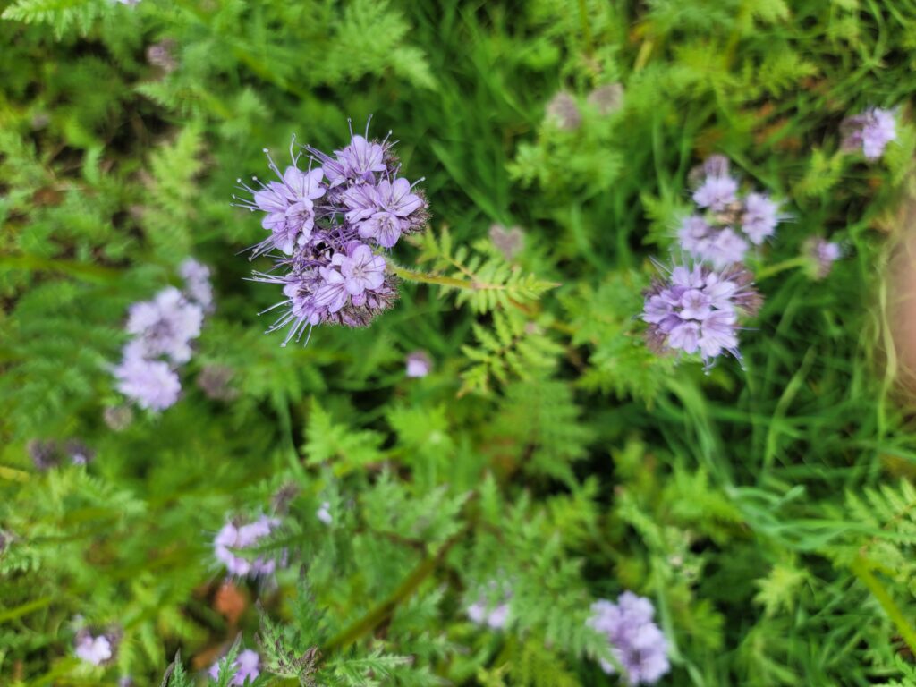 Small purple flowers with fern-like green leaves