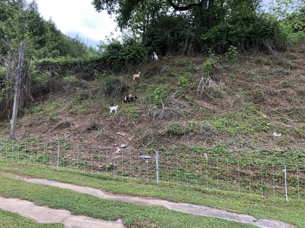 Five goats grazing on vines on a steep hillside