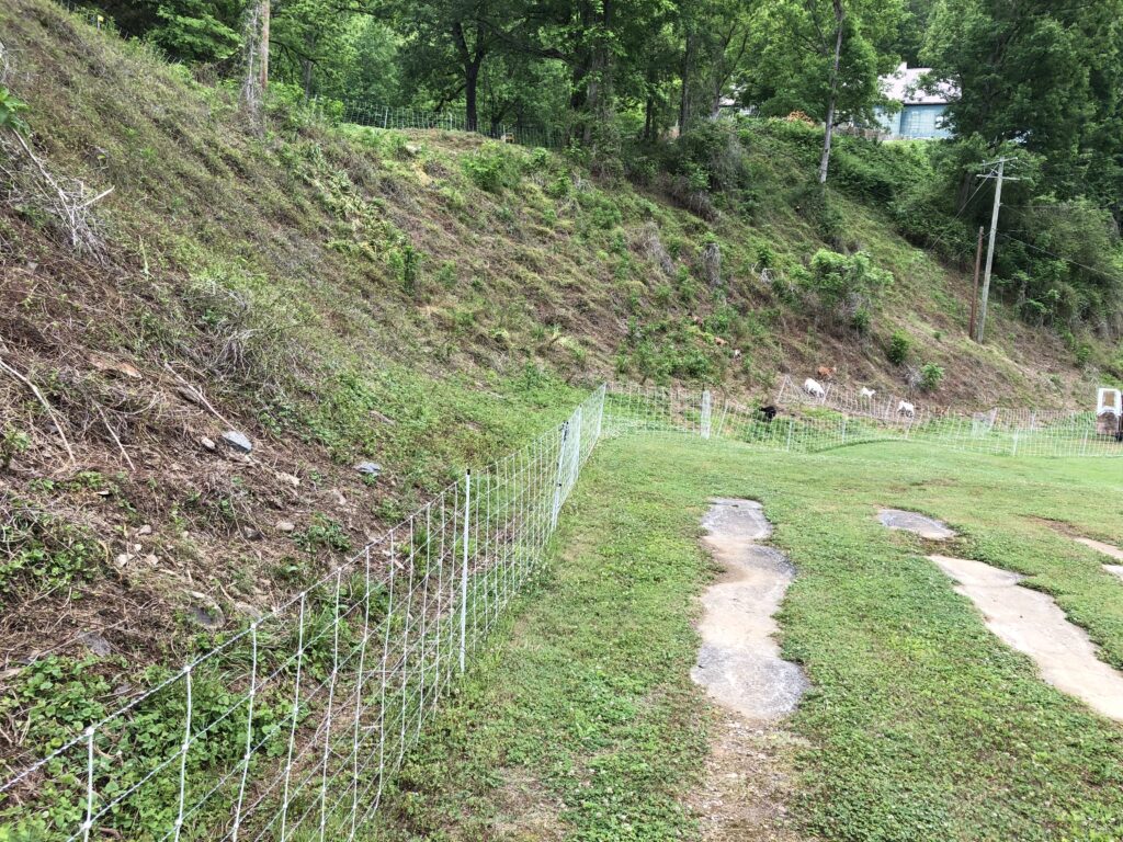 Goats grazing on a steep hillside with white fencing
