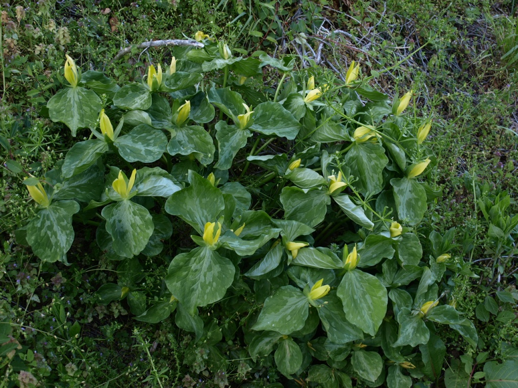 Clump of green trillium flowers
