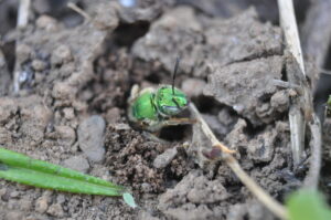 Green bee emerging from brown soil.