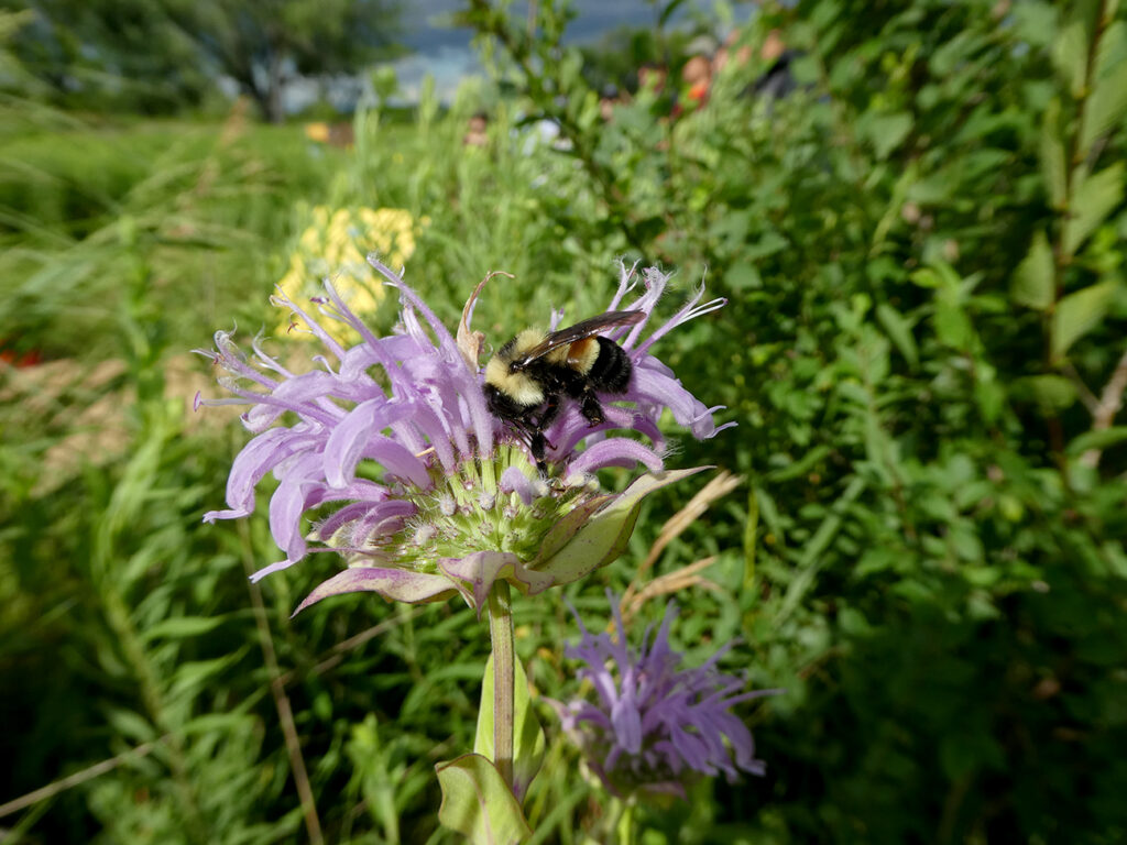 Bumble bee on a light purple flower in a green garden