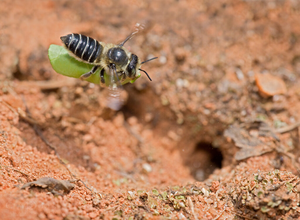 Flying bee carrying a green leaf with a red dirt background