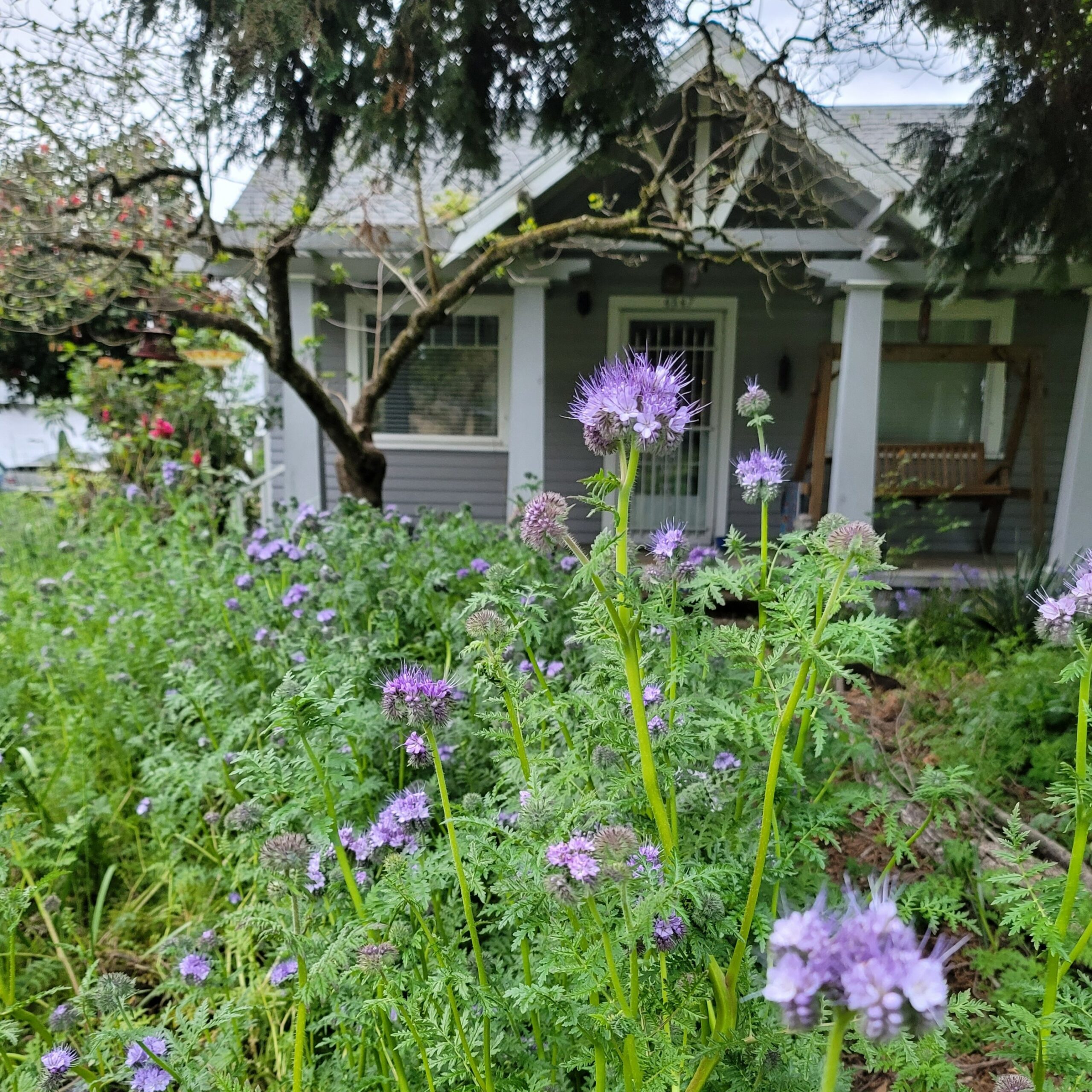 Purple flowers in foreground, in the background a tree and a blue and white house