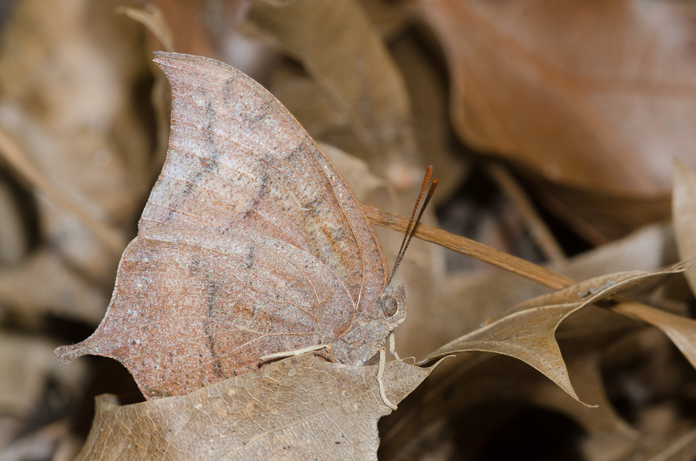 A brown, leaf-like butterfly, in profile, on brown leaves