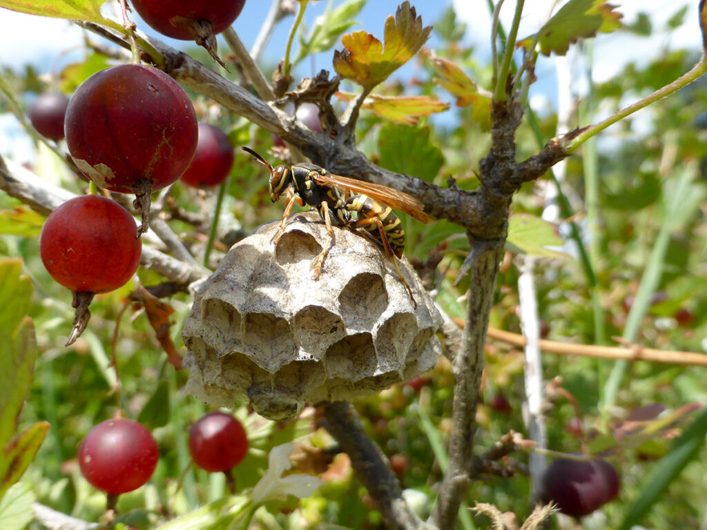 A wasp sits atop a small paper wasp nest with red fruits