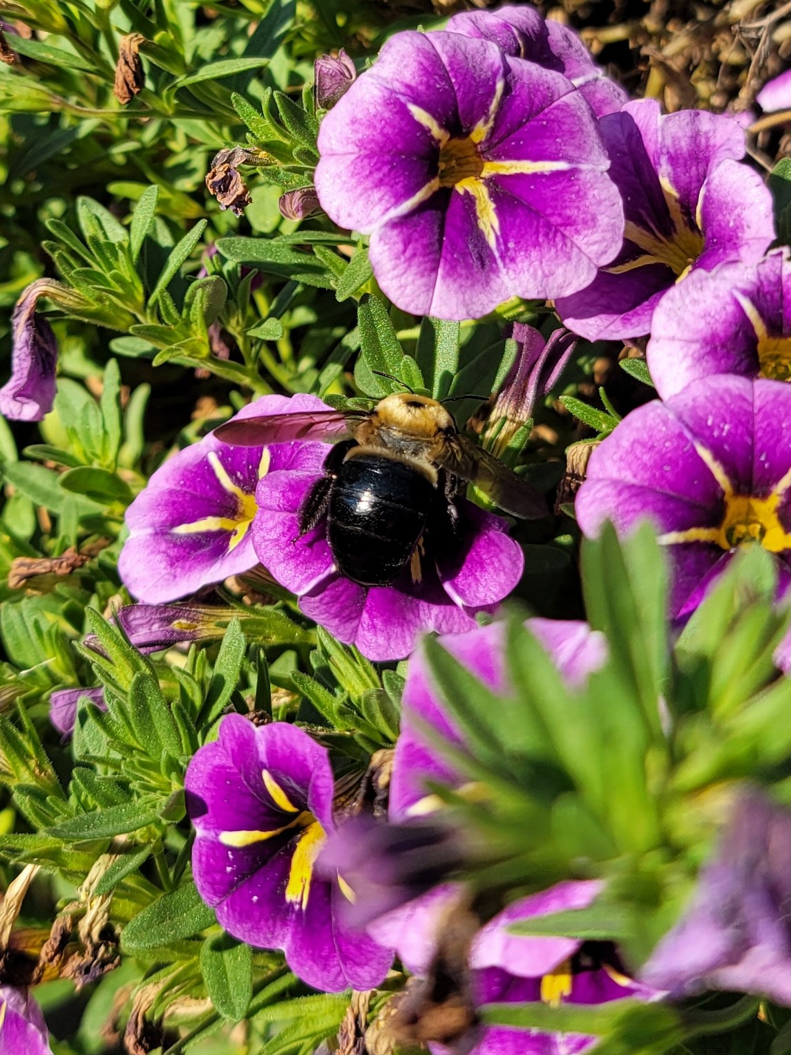 Large, shiny black and yellow carpenter bee on purple flowers