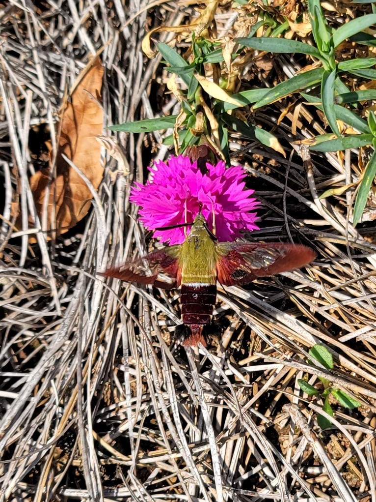 Large yellow and brown moth hovers over a pink flower