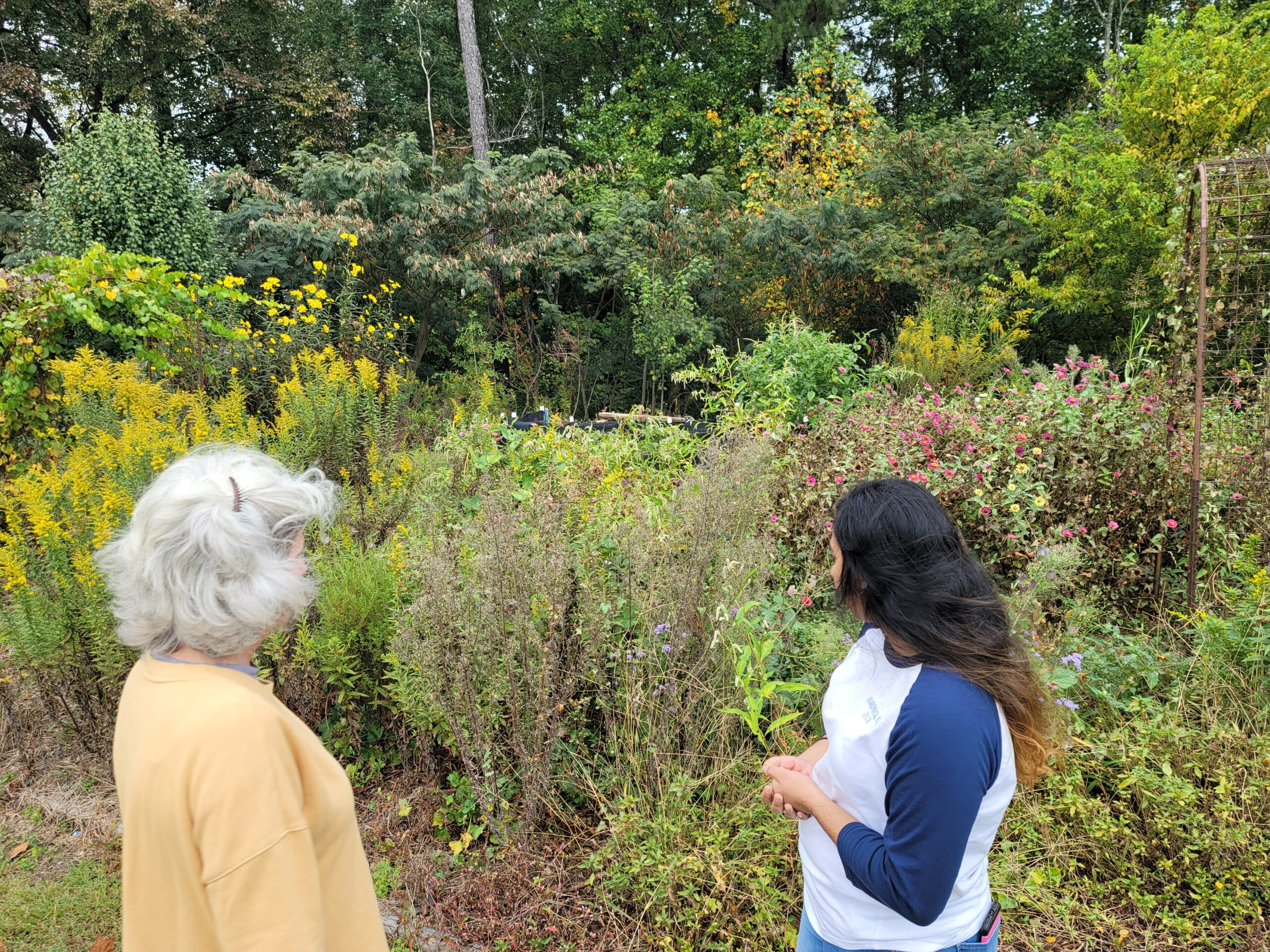 Two people face away from camera, looking at abundance pollinator habitat with pink and yellow flowers.