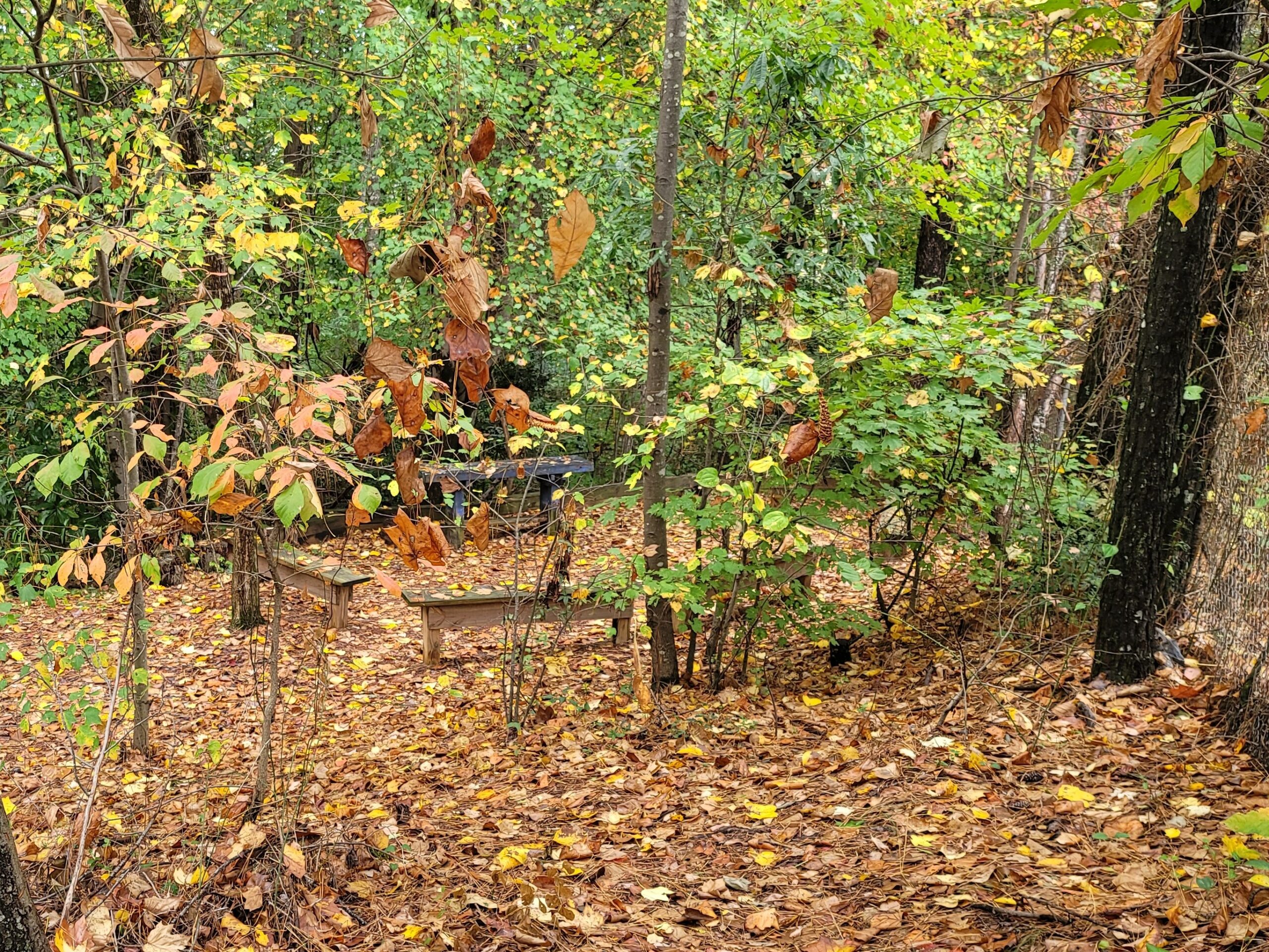 A circle of benches in a green forest with yellow and brown leaves all over the ground.