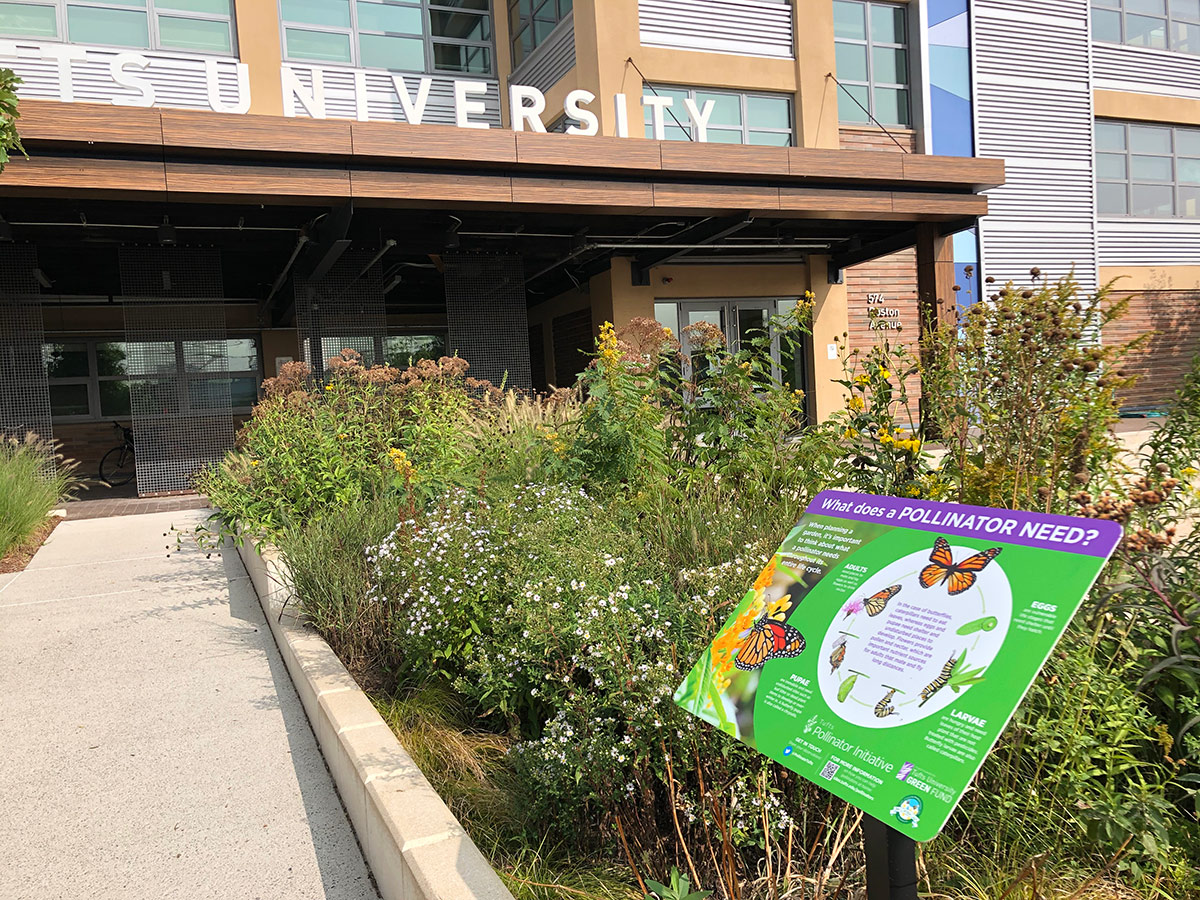A green and purple interpretive sign titled "What does a POLLINATOR NEED?" in a bioswalein front of a brown, tan and metal building.