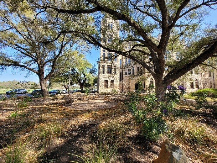 Live Oaks on the left and right frame a stone building on a sunny day. Sparse plants grow underneath the trees.
