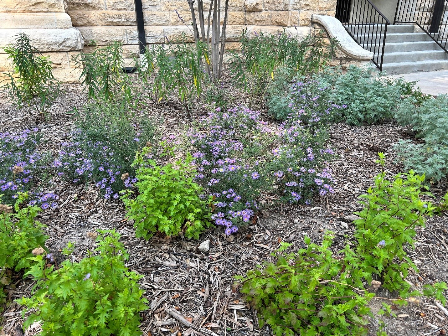 Groups of lime green and sage green shrubs, surrounded by mulch in front of a stone building. Purple asters bloom in the mid-ground..
