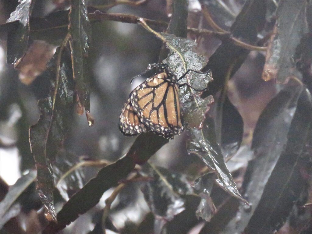 A wet, orange and black monarch butterfly with white spots perches on a wet, dark green, thin leaf that looks torn. Dark shiny leaves in the background.