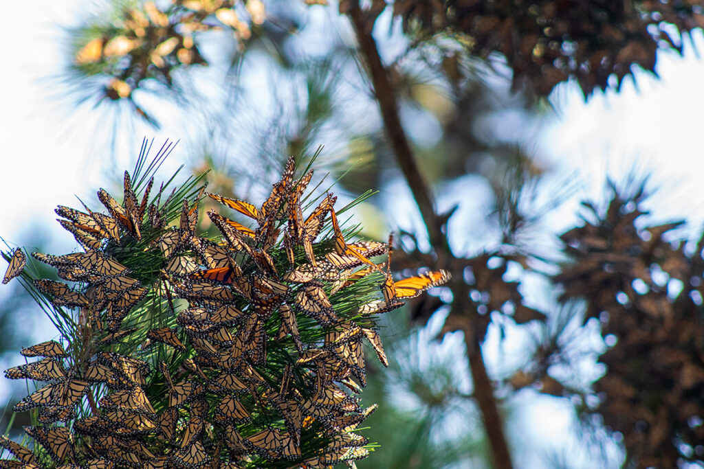 Clusters of orange and black monarch butterflies perch on green pine branches, with the sun shining from the right.