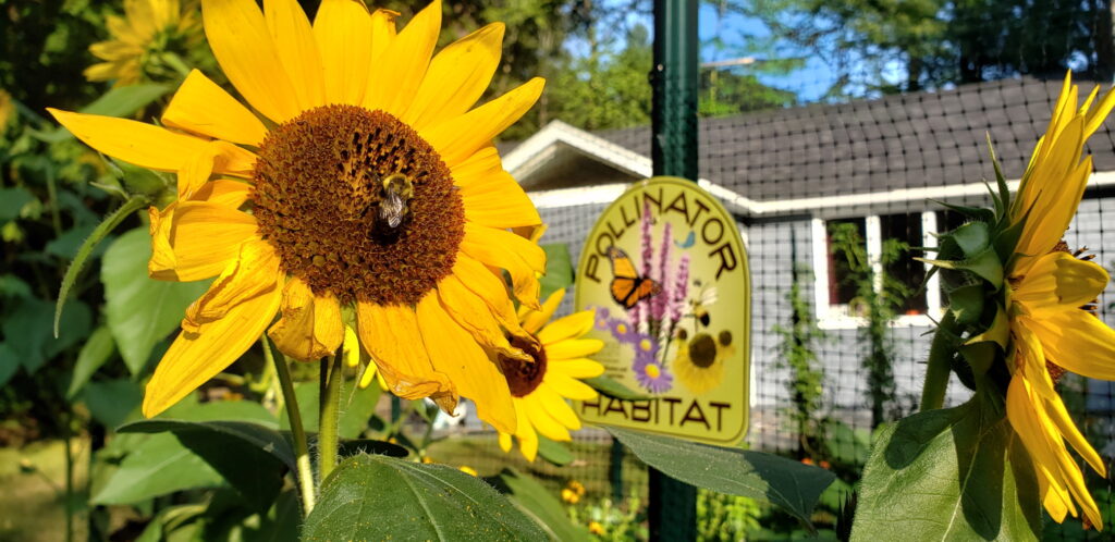 A large yellow sunflower with a brown center is in the front left, a light green sign reading "Pollinator Habitat" is blurred in the background, attached to a green t-post. A light gray house is in the far background.