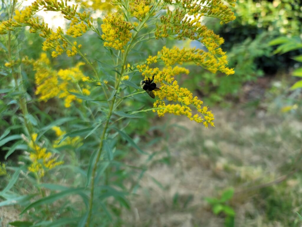 A black and yellow bumble bee feeds on a big yellow sprig of small flowers. Dry brown grass in the background.
