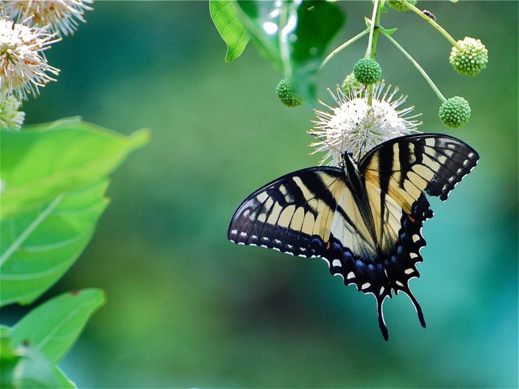 A yellow and back butterfly with wings spread on a round, spikey white flower. Green leaves surround.
