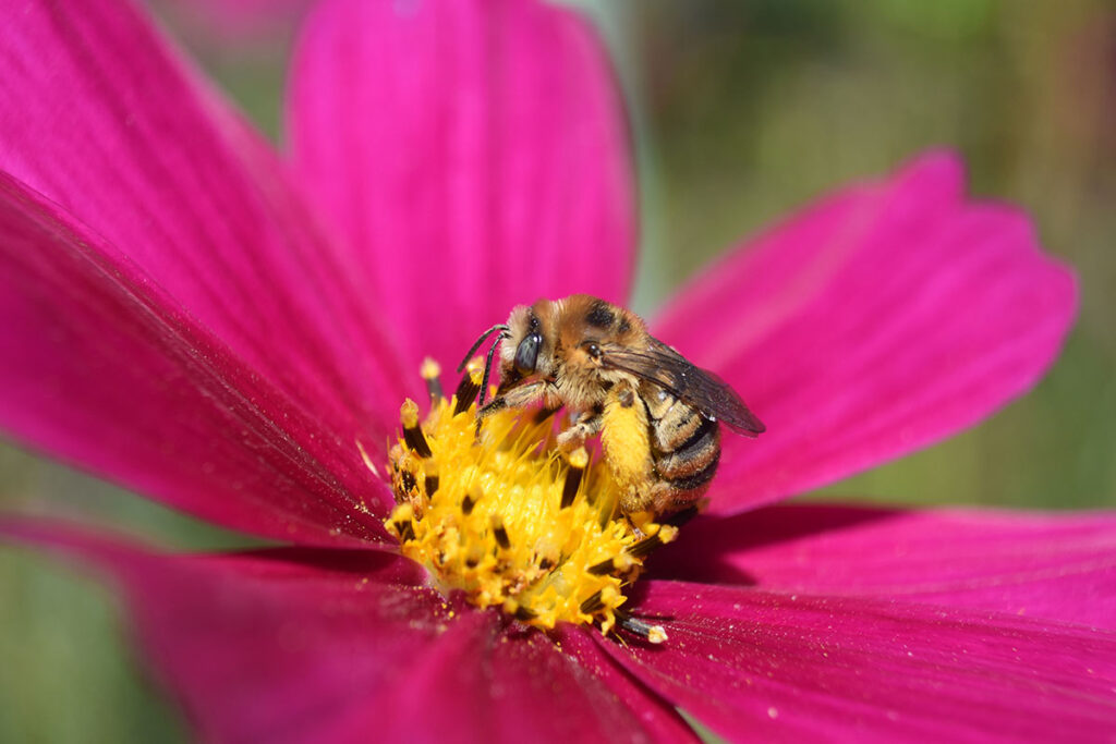 Vivid pink flower fills the photo, with a bright yellow center, a yellow striped bee with green eyes perches at the center.