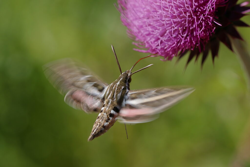 A fat-bodied moth with blurred, striped wings hovers next to a fluffy thistle-like purple flower.
