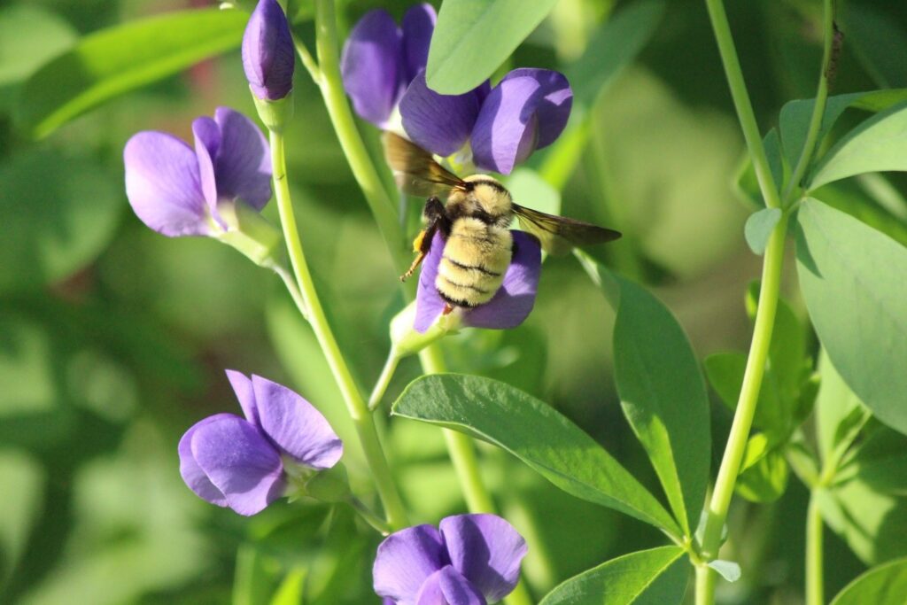 A large, fuzzy yellow bumble bee with dark wings extended, in front of a cluster of purple/blue pea-flower-shaped blooms. The background is a pretty green color.