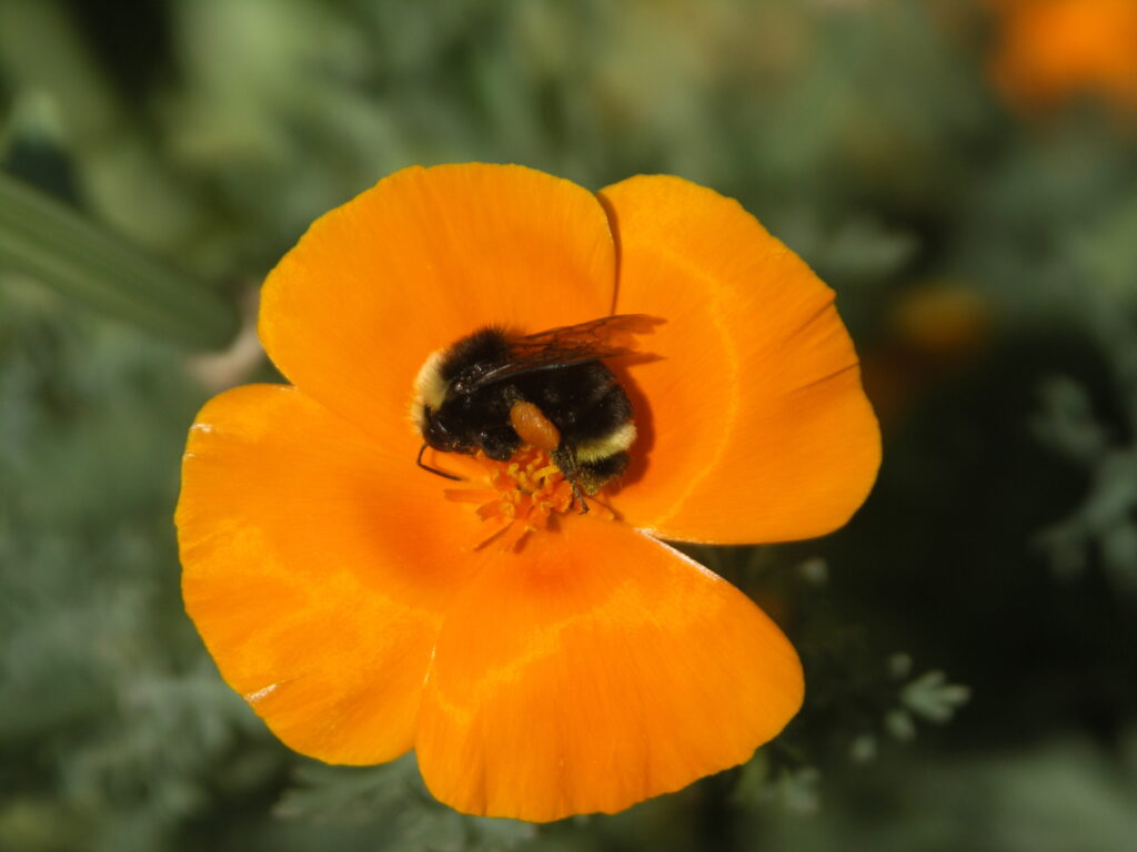 A largen black and yellow bumble bee feeds on a orange California poppy flower.