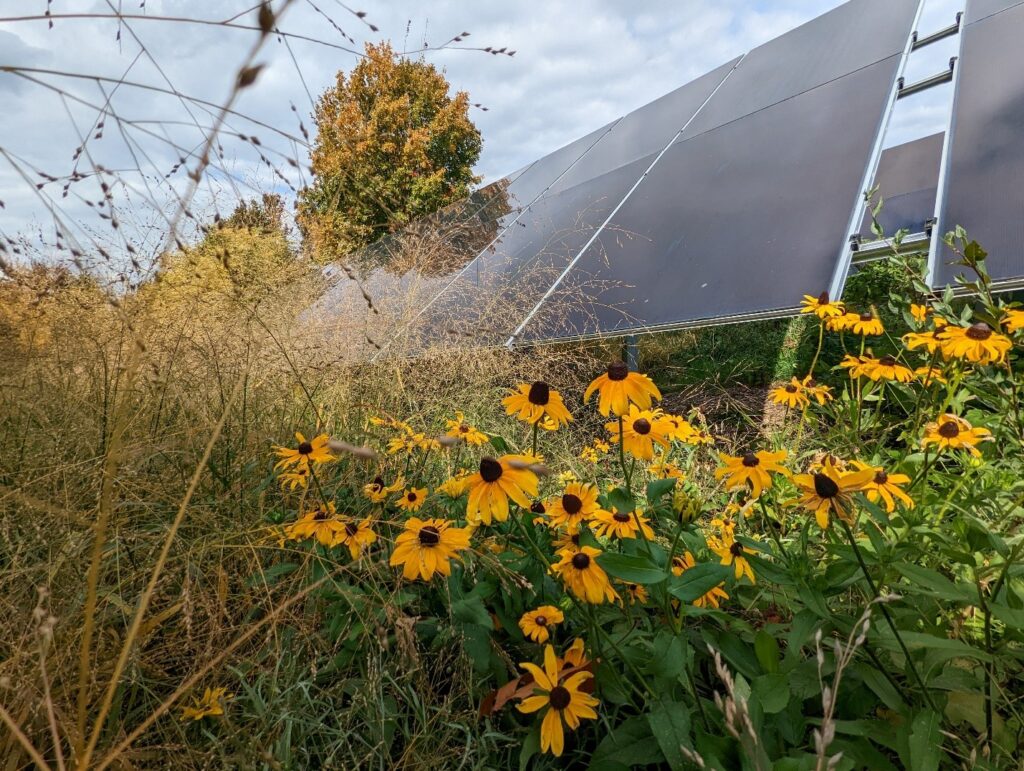 In the foreground yellow and brown daisy-like black-eyed Susans bloom, golden grasses look like mist on the left. On the right is a large solar panel. In the background are green/brown trees.