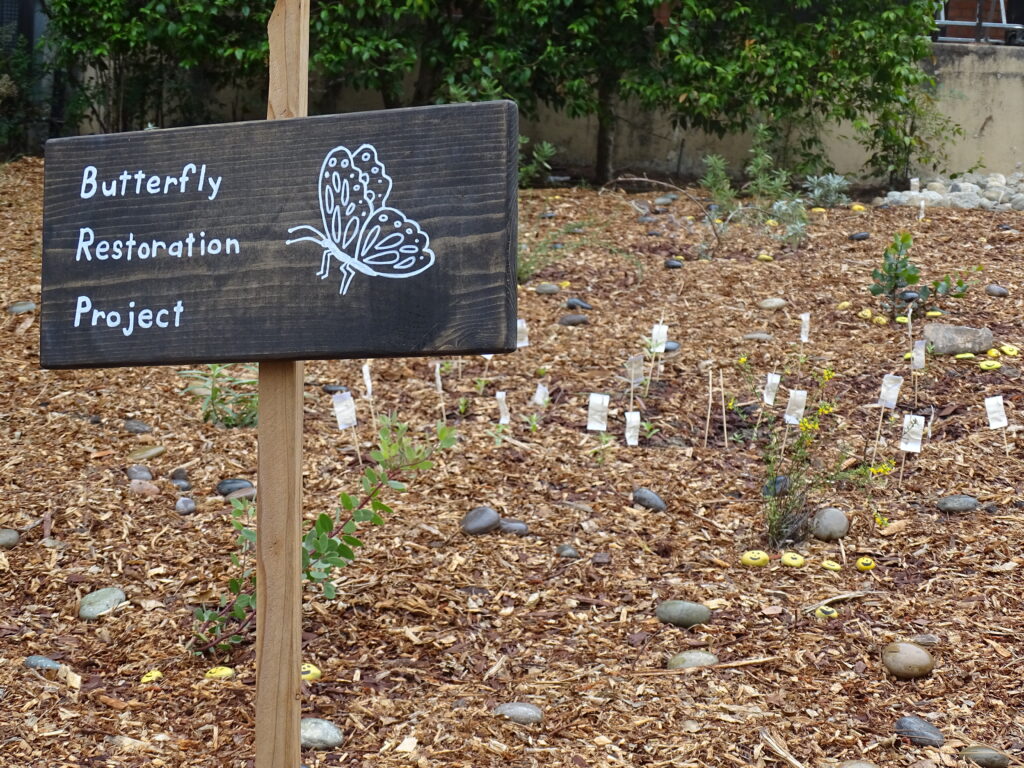 Small green plants with small white stakes, on brown bark or mulched ground. A black sign on a wood stake with white text says "Butterfly Restoration Project" next to a line drawing of a butterfly.