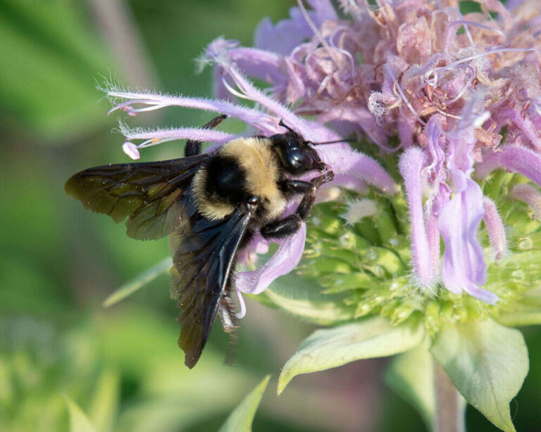 A yellow and black bumble bee nectars on a light purple flower.