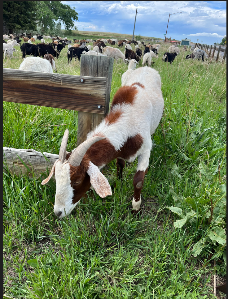 A white and brown goat by a brown wood fence grazes, more goats are in the background.