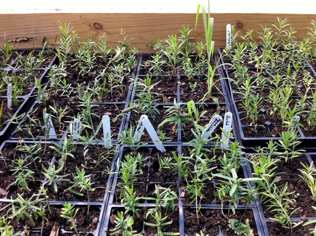 Rows of small green plants in small black plastic plant trays. At least one black, white, and yellow striped monarch caterpillar crawls between plants.