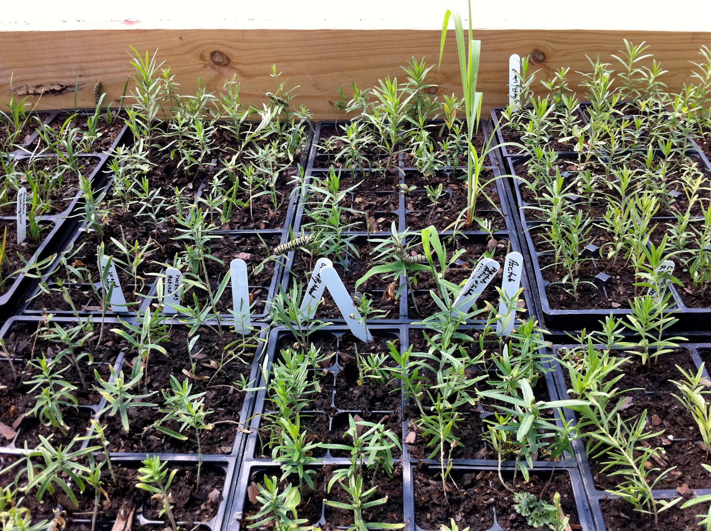 New Legislation Would Establish USDA Label for Pollinator-Safe Plants ...