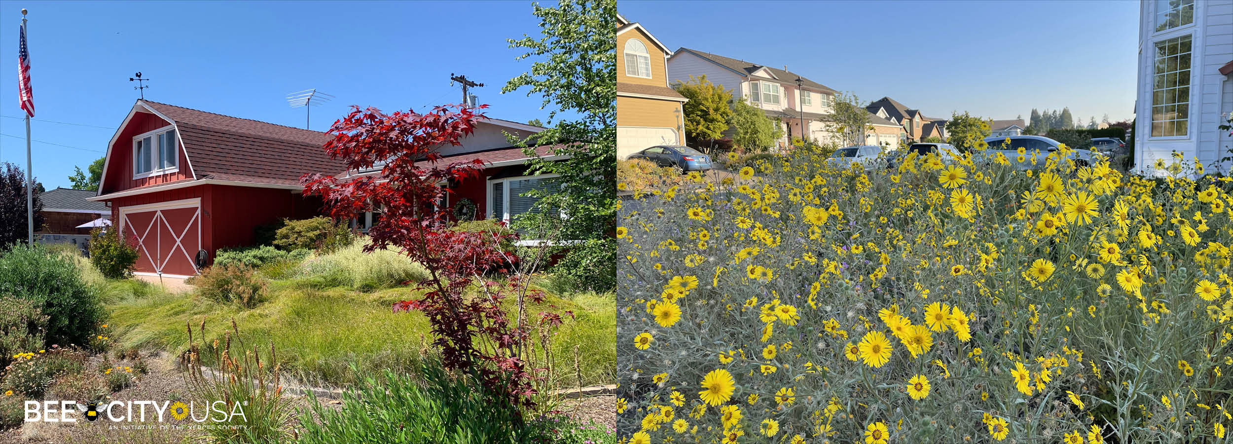 Two photos of yards on sunny days with houses in the background, yards have tall plants, rather than conventional lawns.