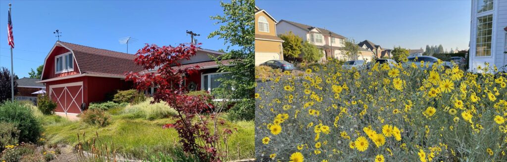 Two photos of yards on sunny days with houses in the background, yards have tall plants, rather than conventional lawns.