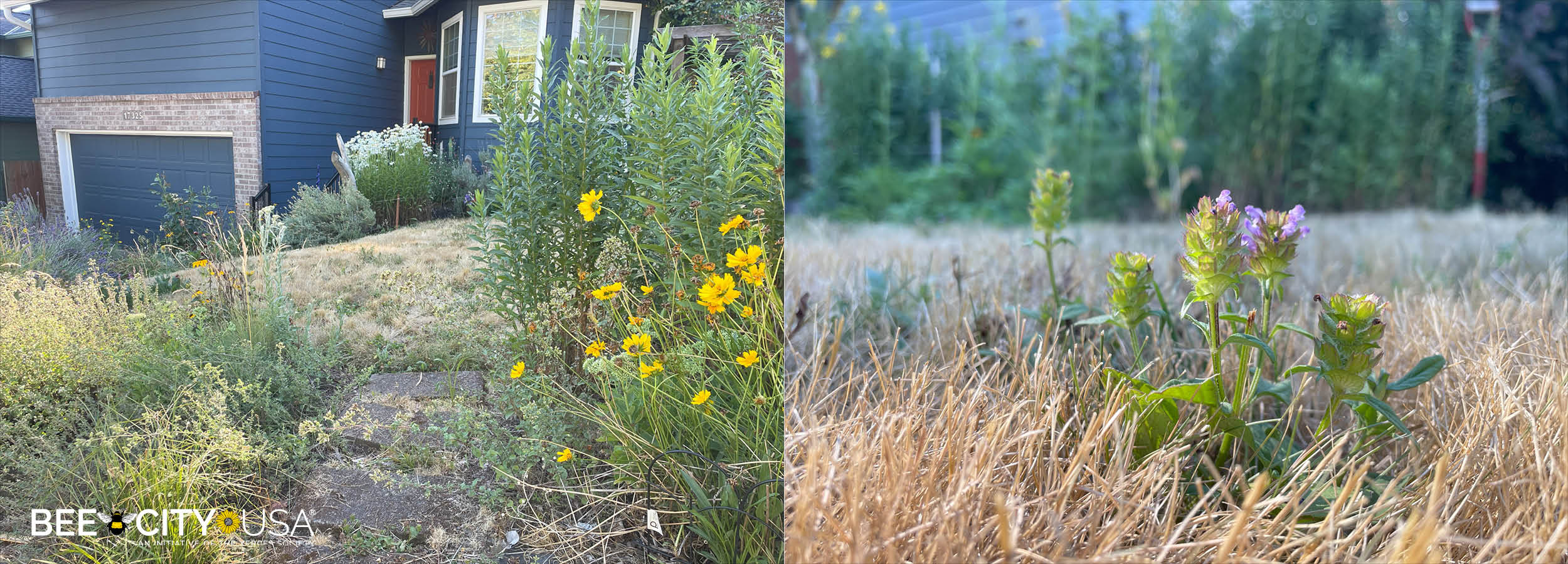 Left photo: A small tan-colored lawn with tall green plants around it and yellow flower on the right. Right photo: A closeup of a tan lawn with a small purple flower blooming.