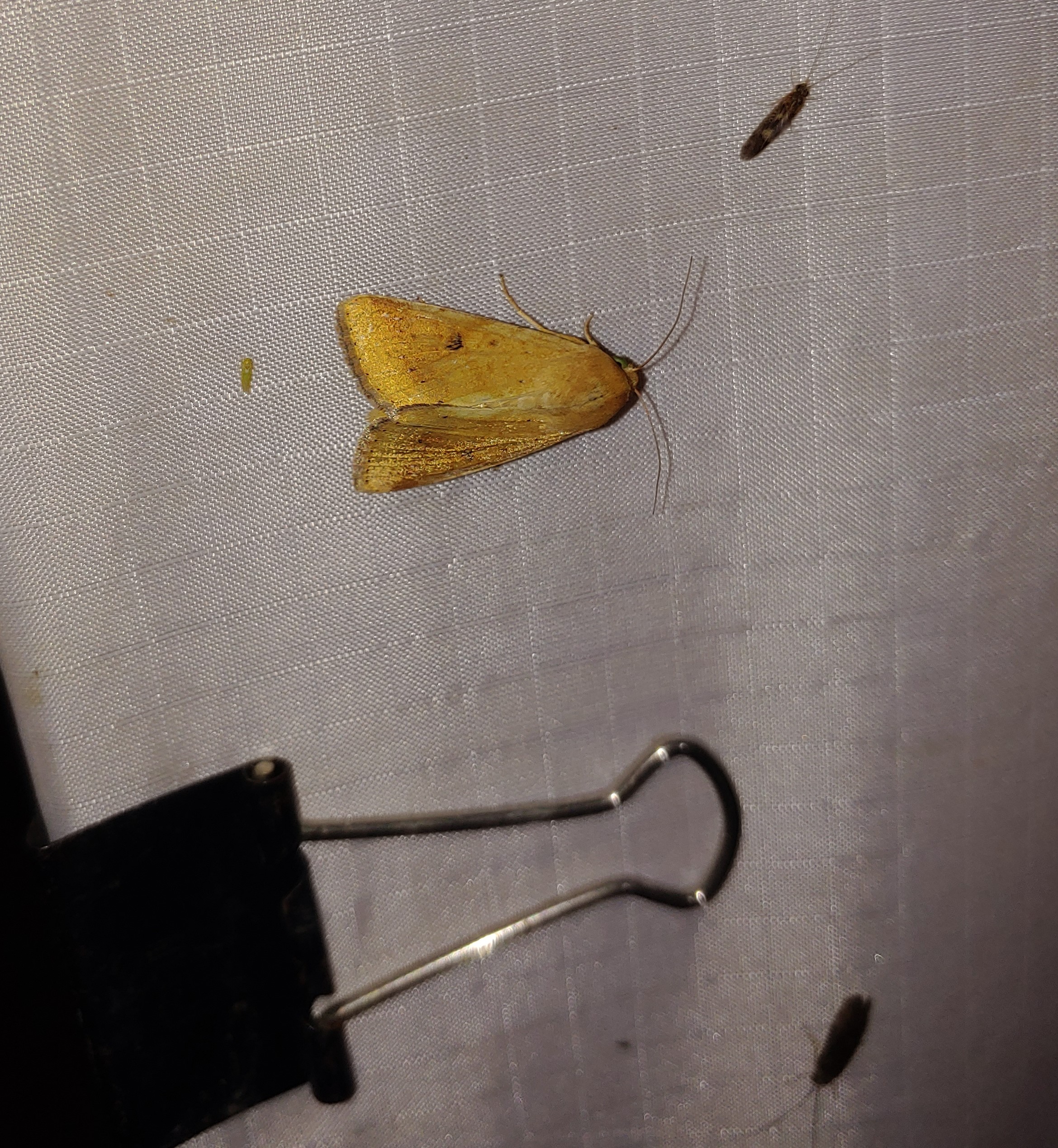A yellow moth with a few small dark moths on a white cloth.