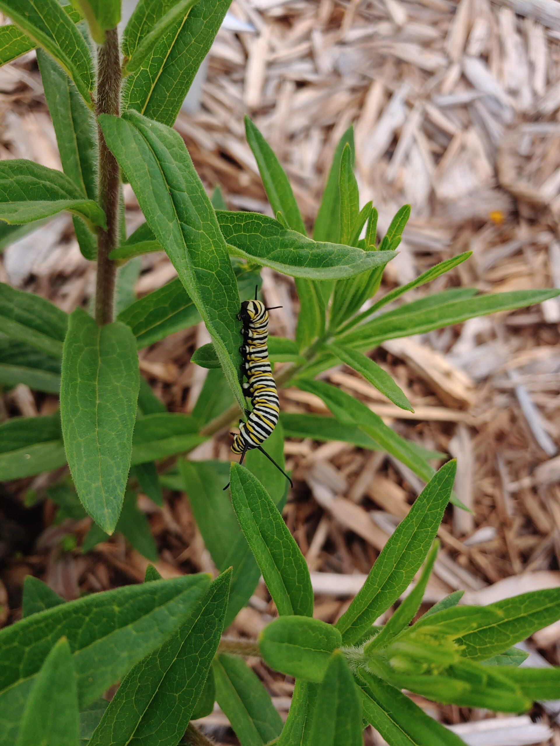 A black, white, and yellow striped monarch caterpillar on a plant with green, oblong leaves.