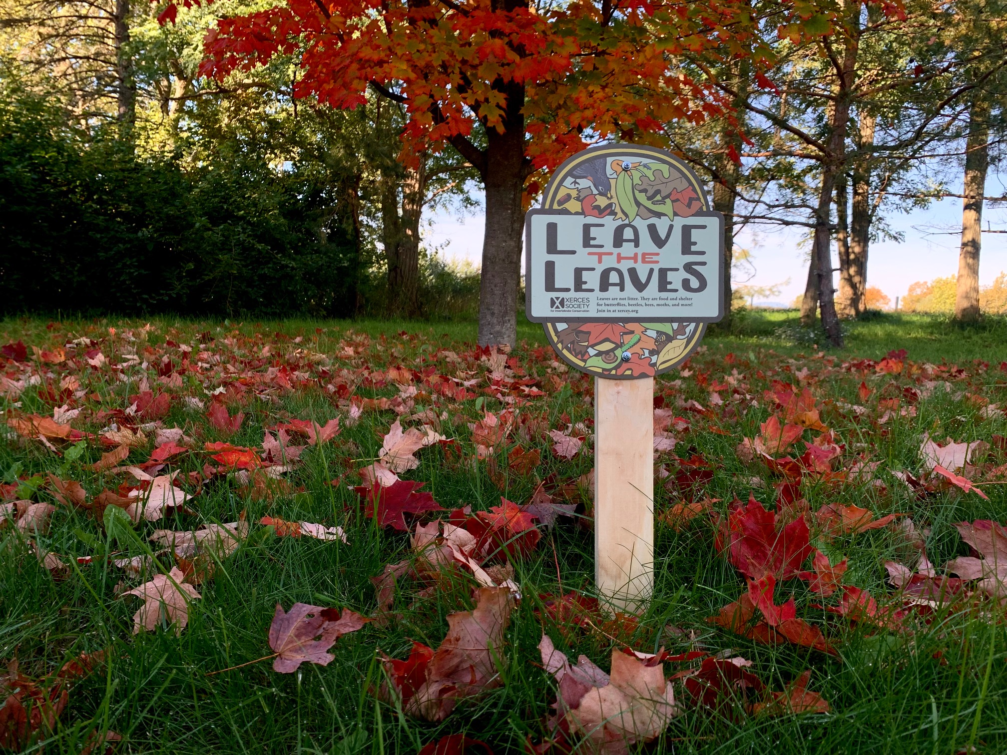 A yard sign saying "Leave the Leaves is staked in a green lawn with red leaves in the grass. A red-leaved tree is in the background.