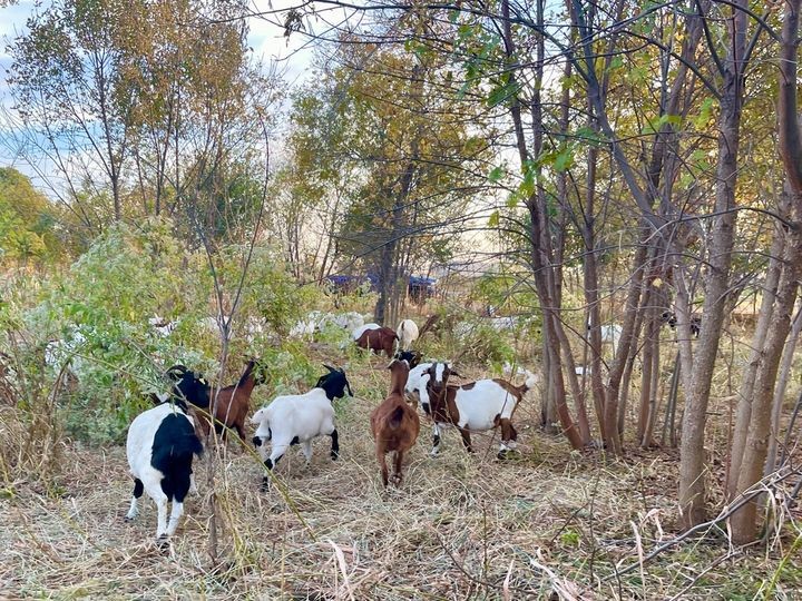 A herd of black, brown and white goats graze around shrubs and trees.