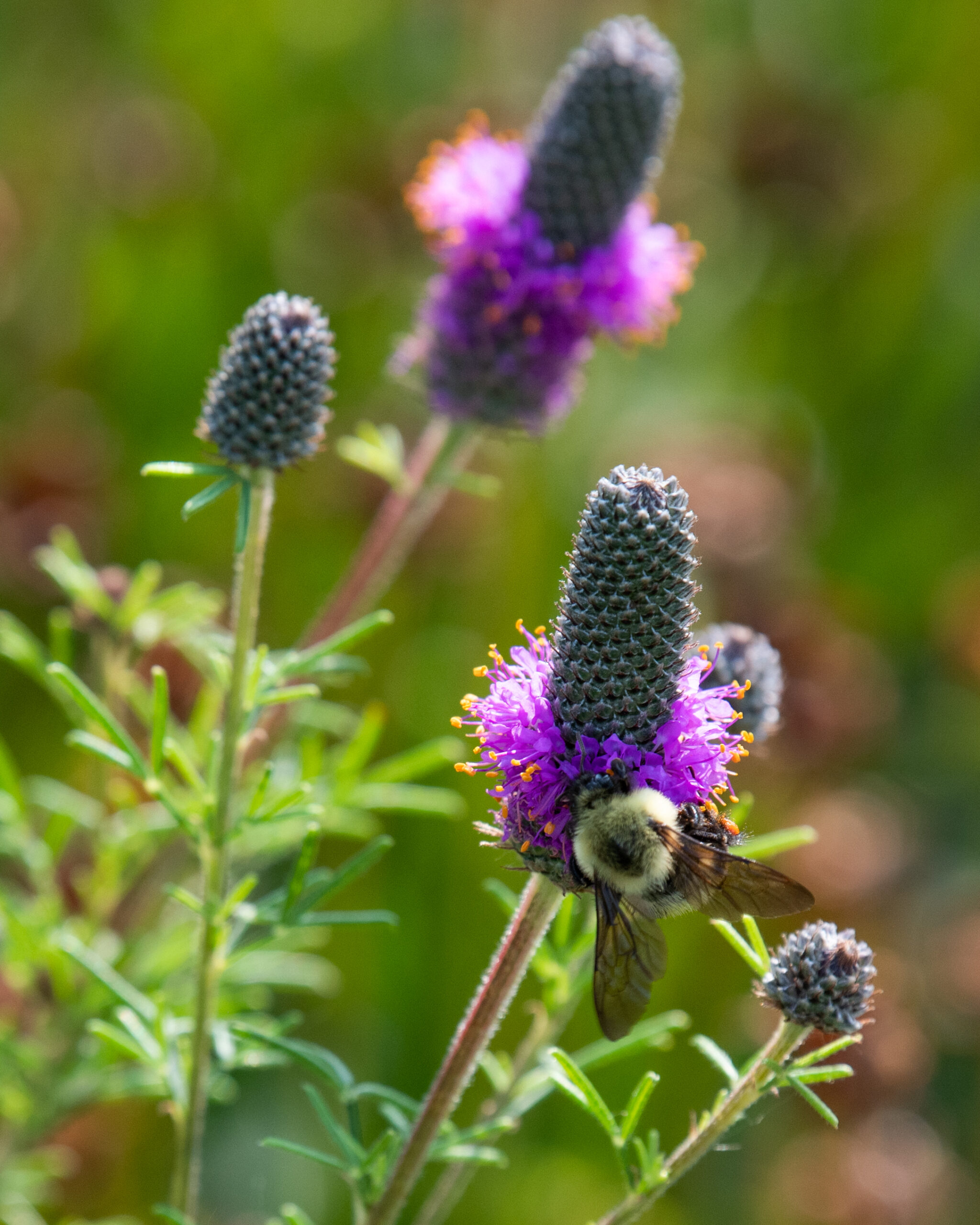 A group of tall cone-shaped purple flowers bloom with a fuzzy yellow bumble bee on one.