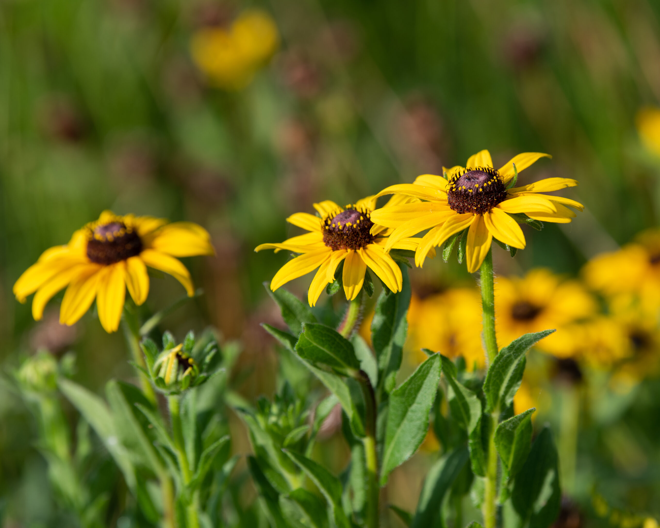 A group of daily-like yellow flowers with brown centers.