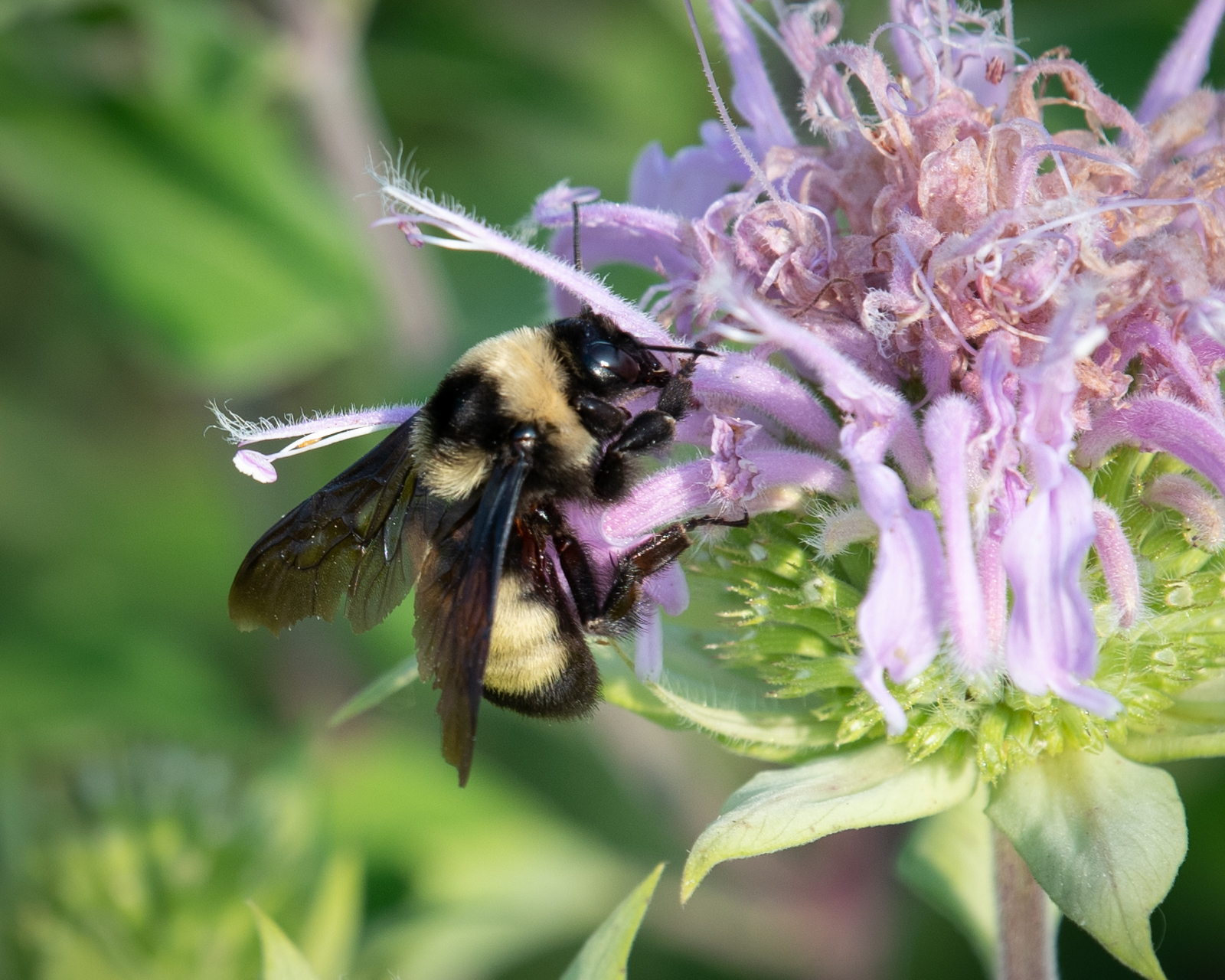 A black and yellow bee nectars on a spikey light purple flower.