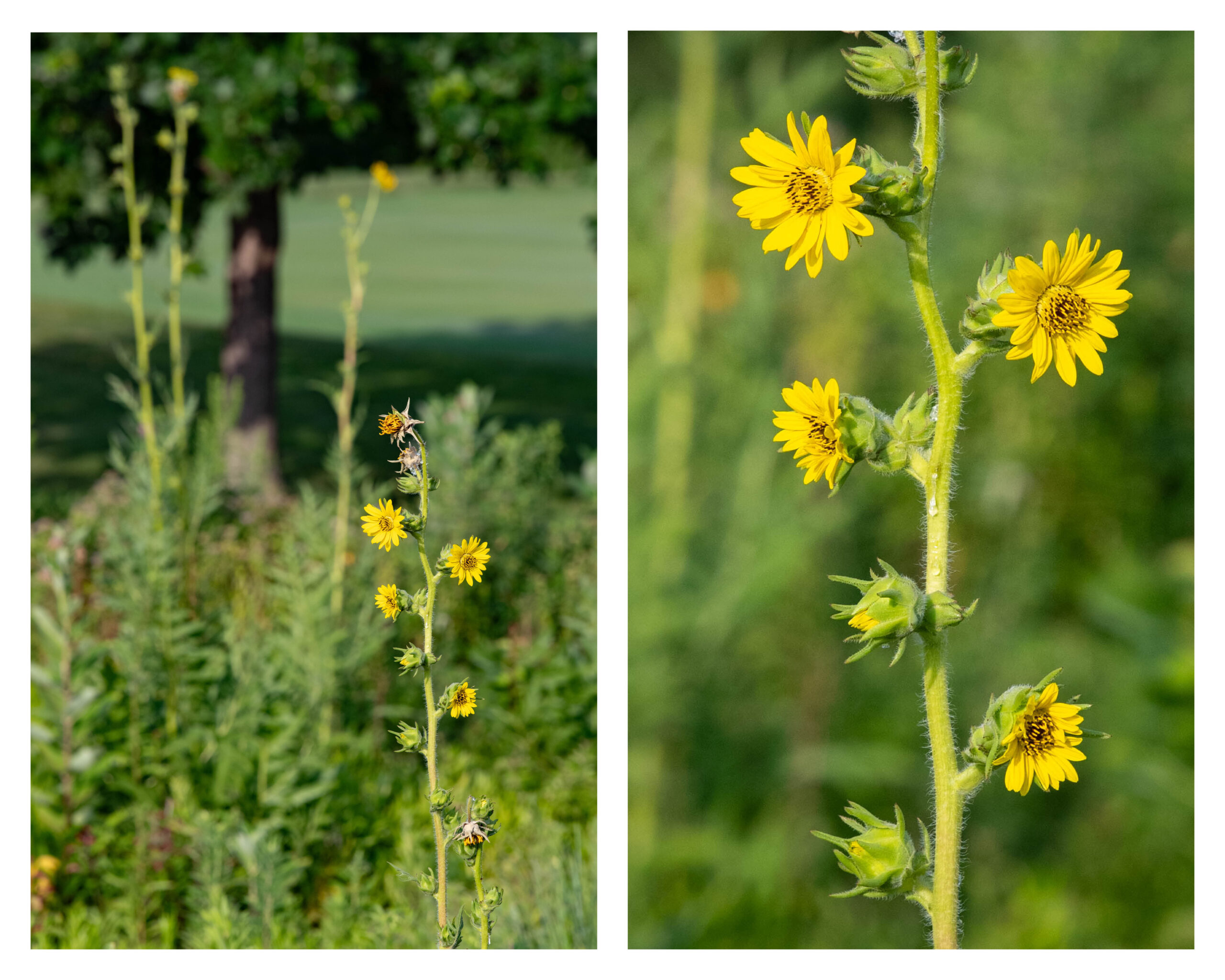 Two side-by-side photos of tall yellow flowers.