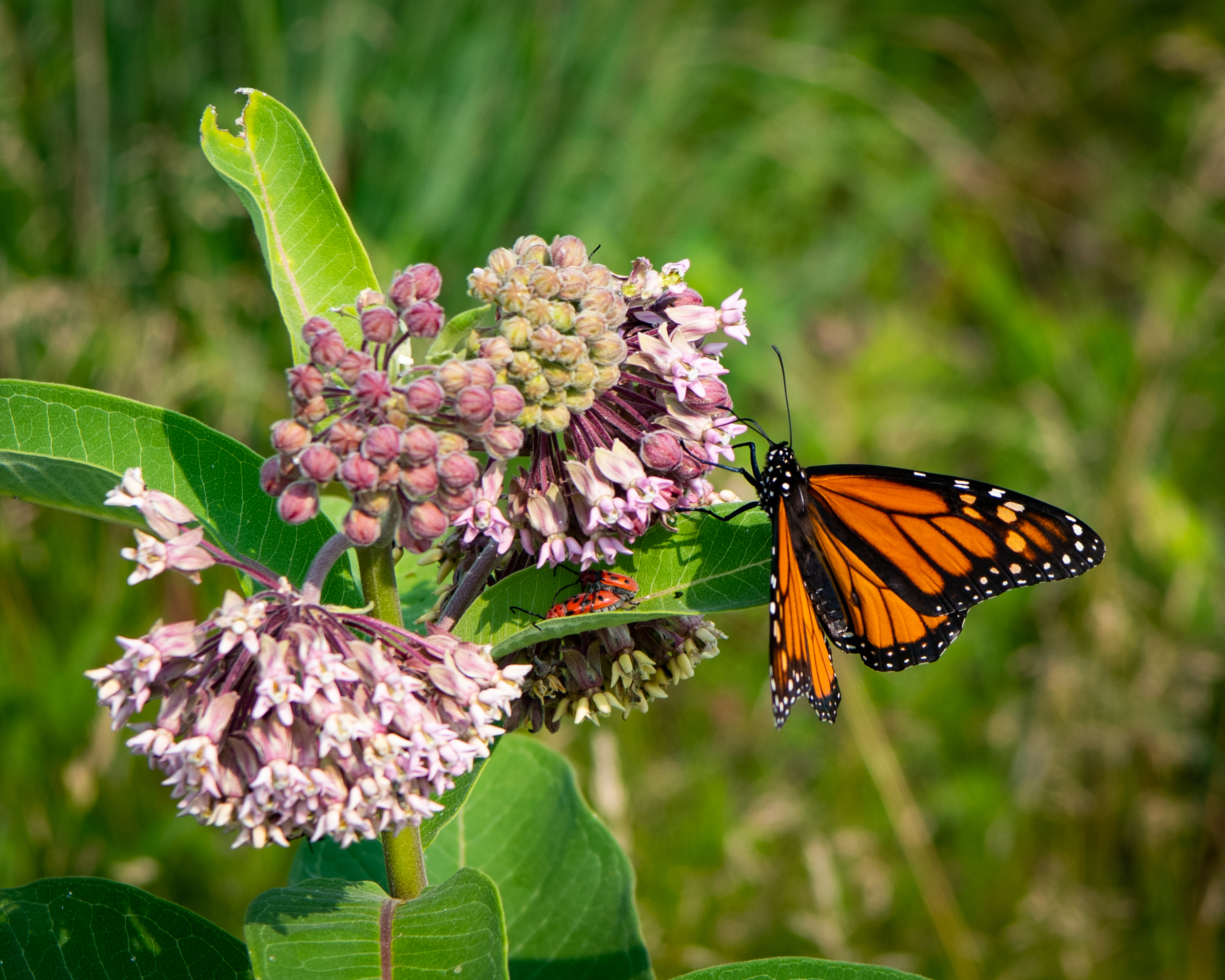 Bunches of light pink milkweeds flowers with a black and orange monarch butterfly on one.