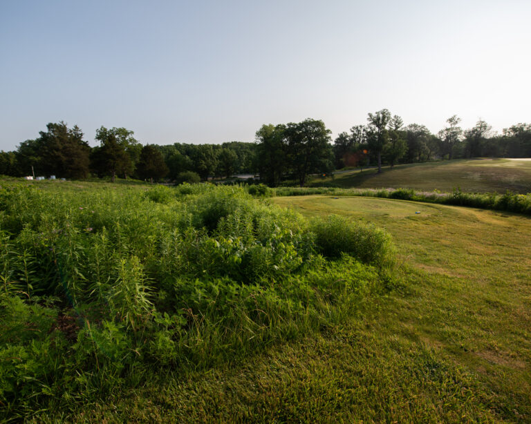 Rolling green hills with mown and unmown areas and tall green trees in the background.