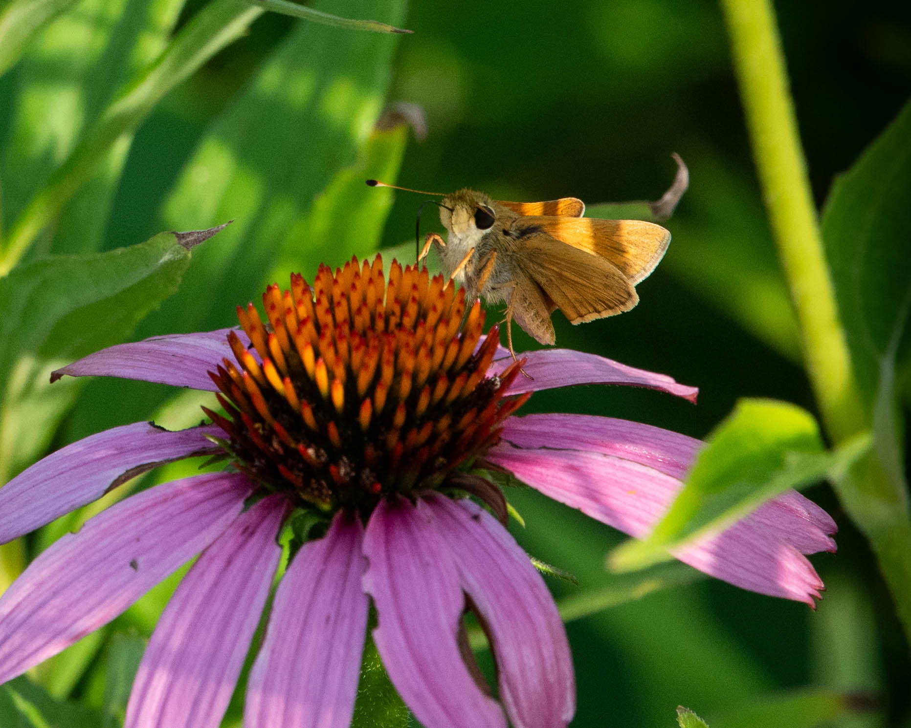 A small brown-orange skipper butterfly perches on a purple coneflower with a bright brown center.