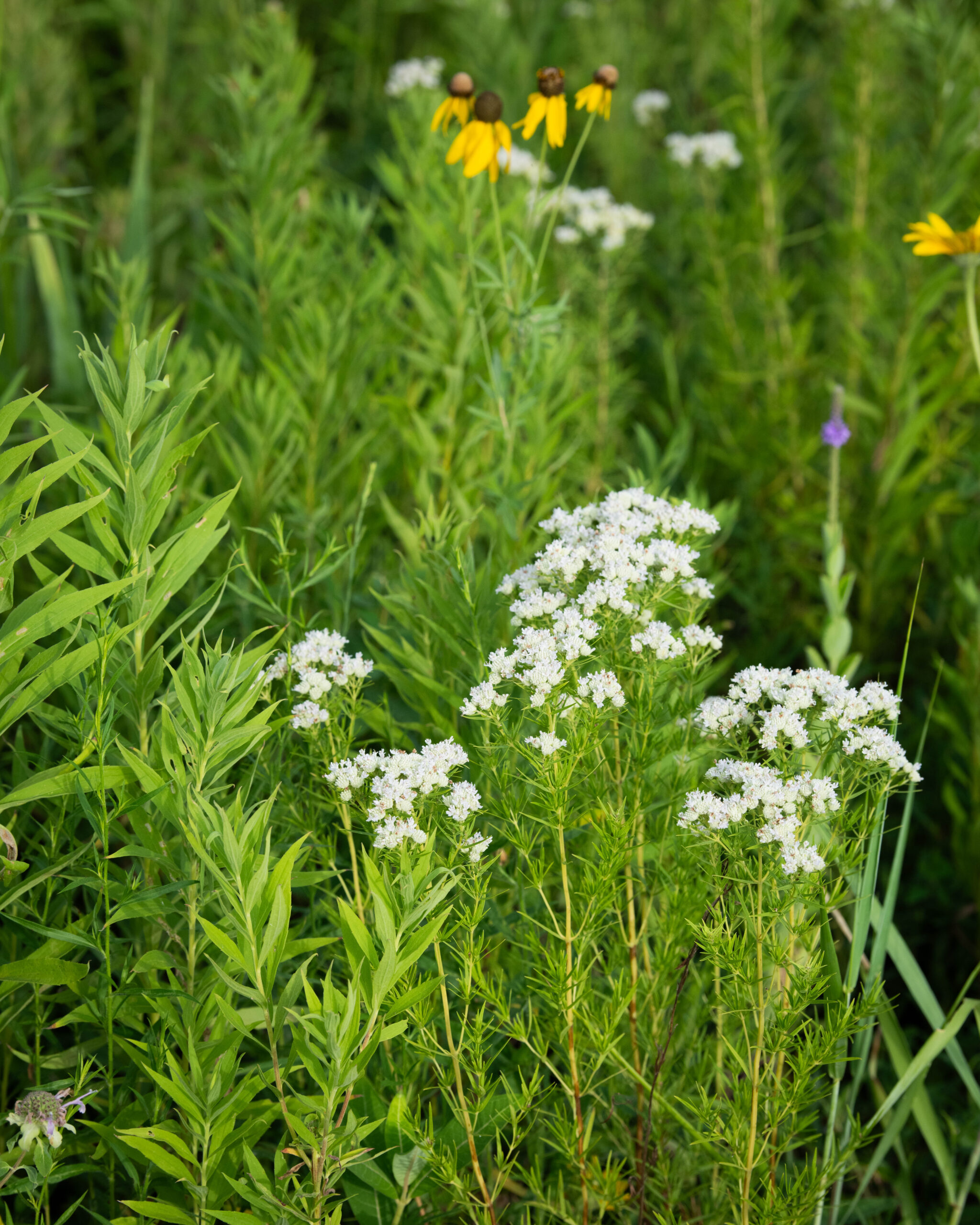 Tall plants with scattered white, yellow and purple blooms.